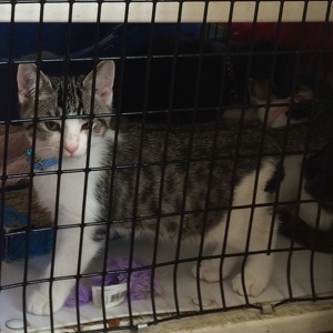 Fundraising Page: Annamarie Kinch